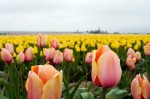 Sự tích hoa Tulip