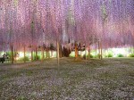 Vườn hoa tình yêu vĩnh cửu ở Nhật Bản