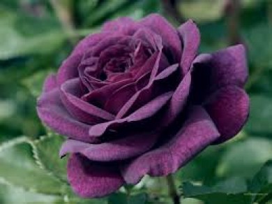 Ý nghĩa của Hoa hồng tím